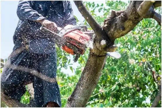 tree services South Boston